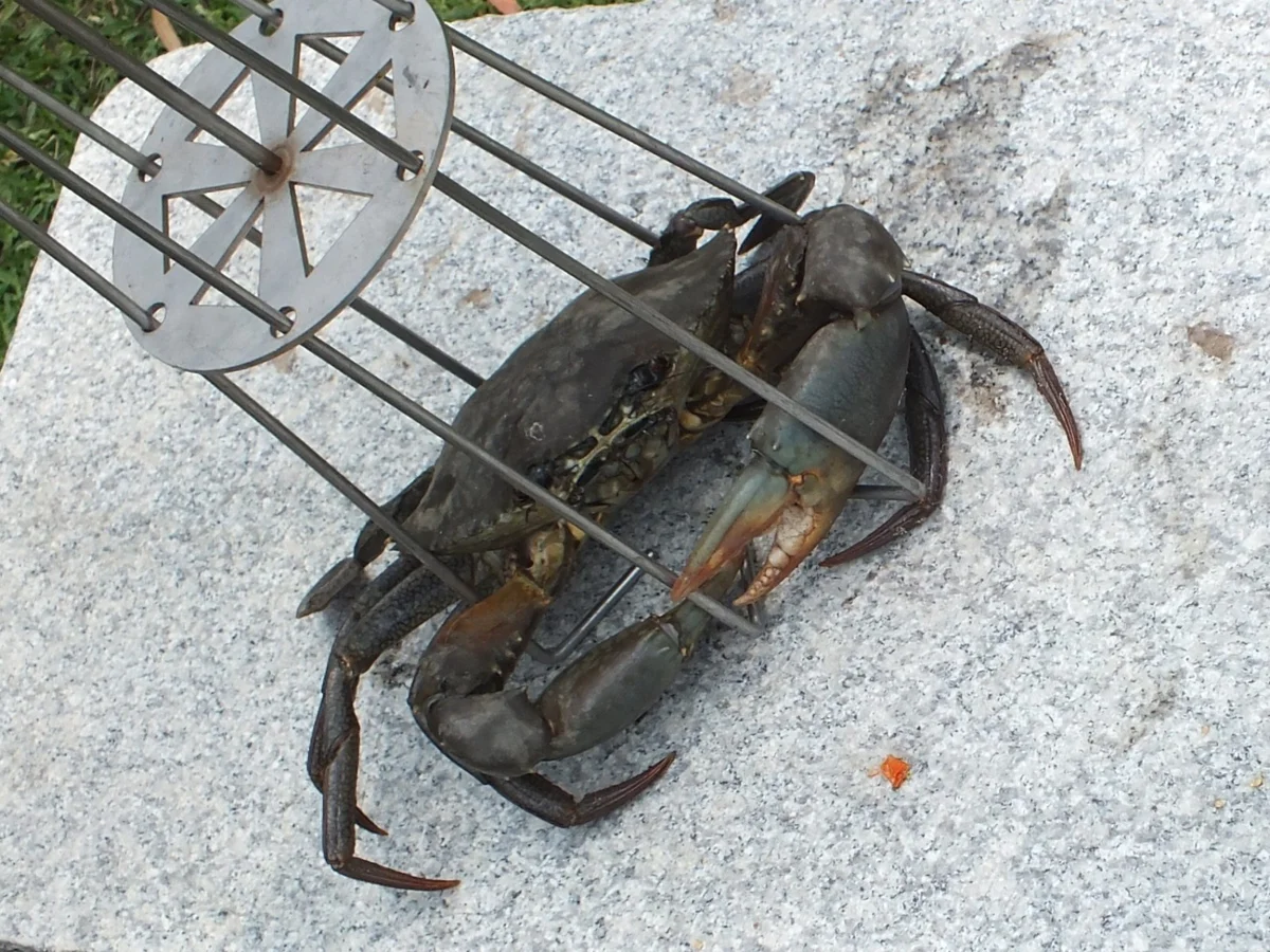 Bottoms Up holding a crab