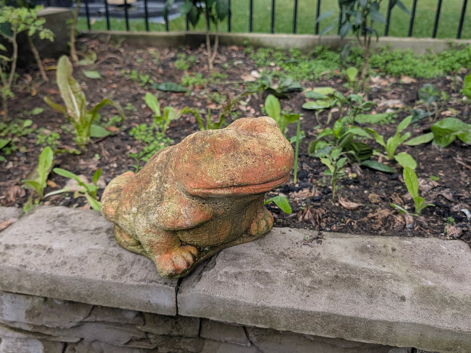 Froggie Statue — Steve-made landscape product from Steve's Oasis Landscapes