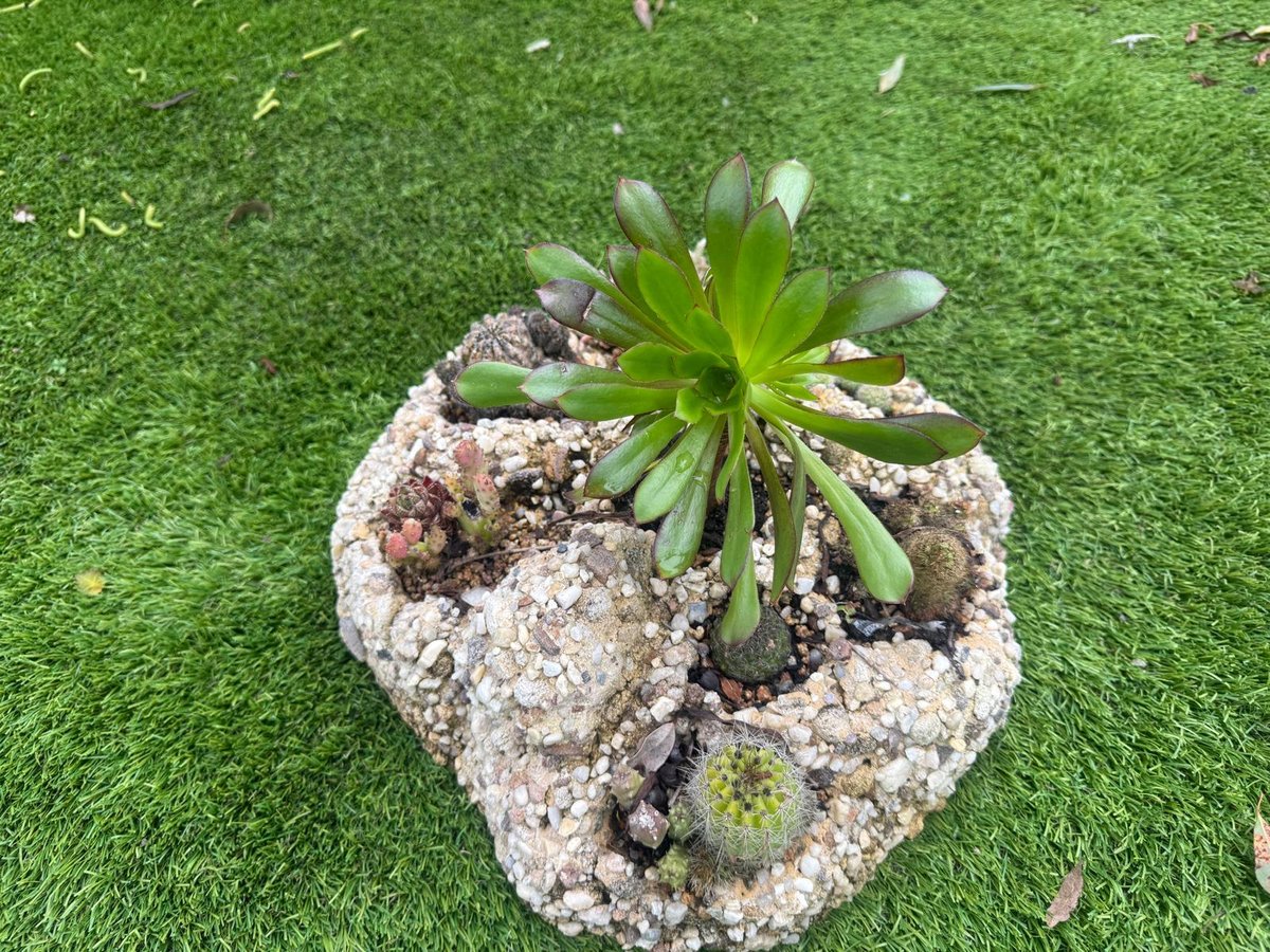 Imitation Rock Cacti/Succulent Feature Garden — Steve-made landscape product from Steve's Oasis Landscapes